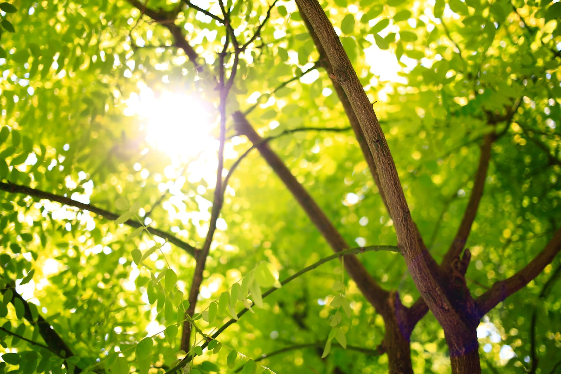 Grade A Tree project photo