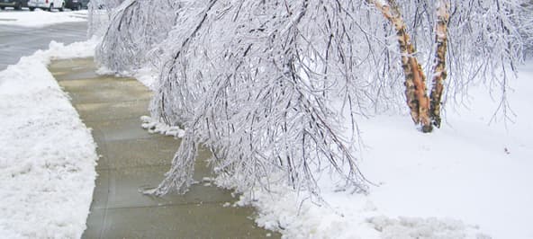 Grade A Tree project photo