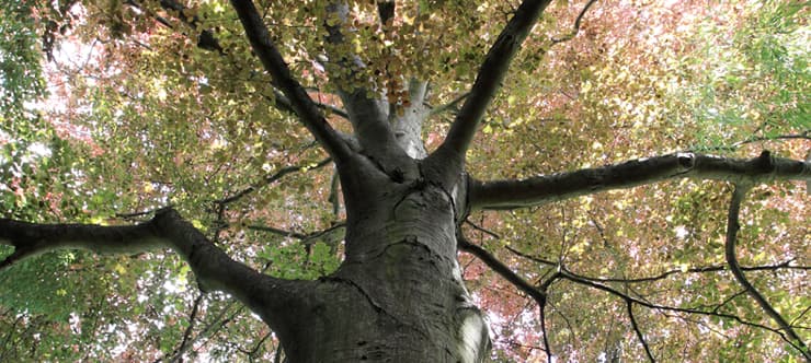 How Kansas City Weather Affects Tree Health Throughout the Year
