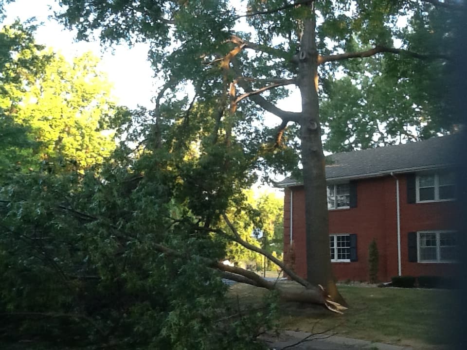 Grade A Tree project photo