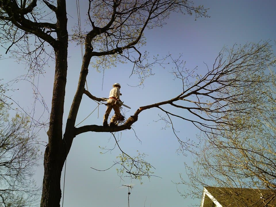 Grade A Tree project photo