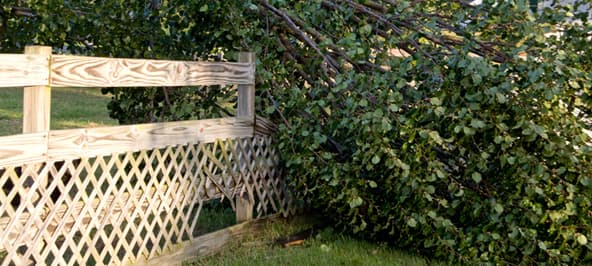 Tree Insurance Claims After Storm Damage in Kansas City