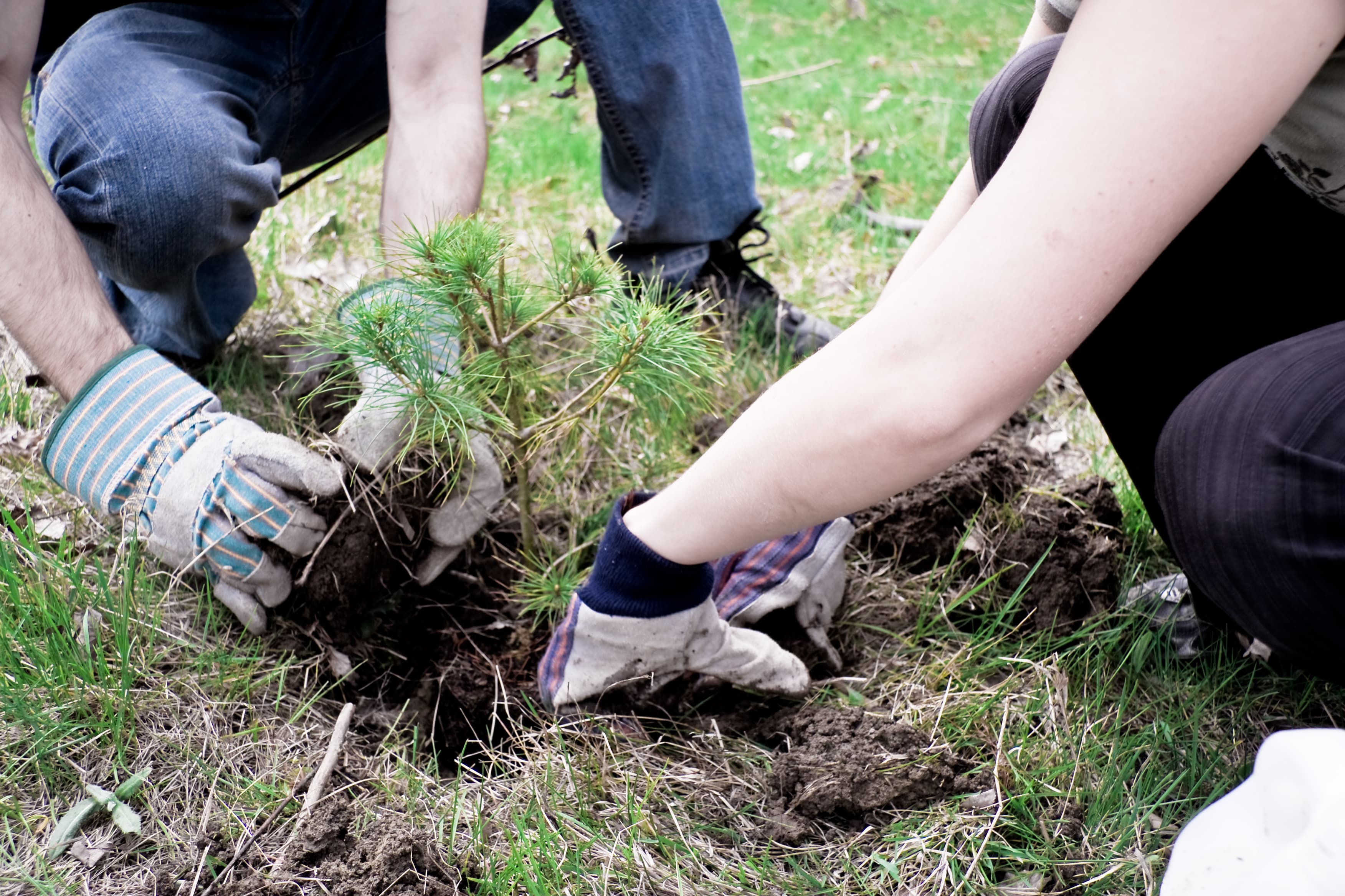 How Soil Conditions in Kansas City Impact Tree Growth