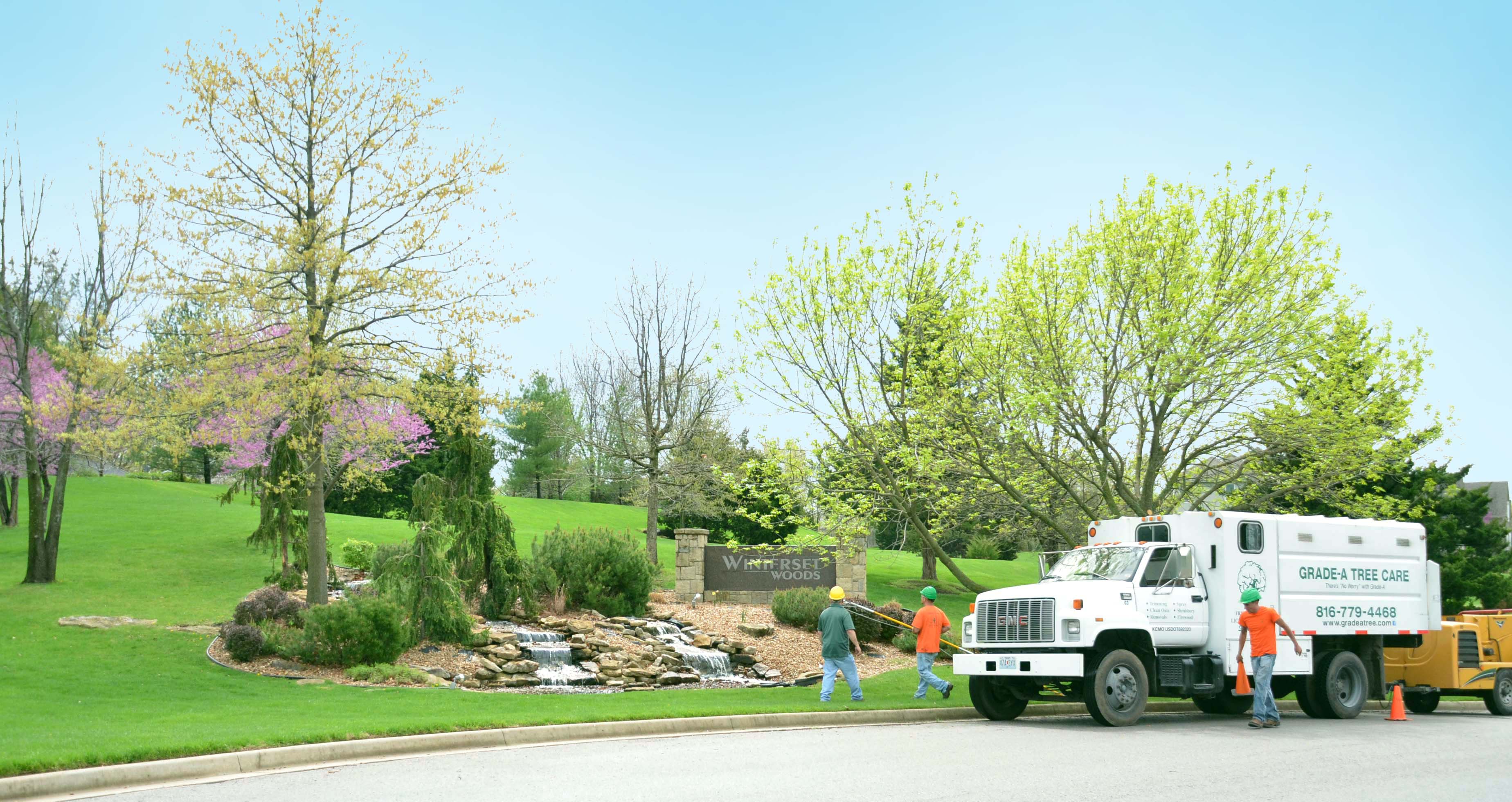 How Often Should You Fertilize Trees in Kansas City
