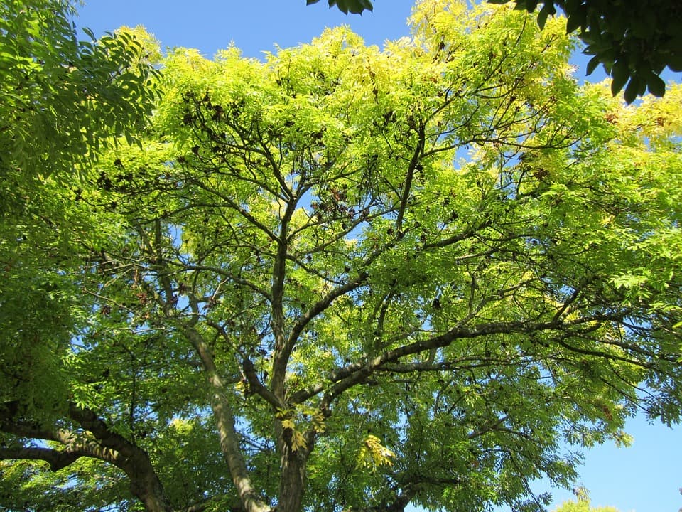 Grade A Tree project photo