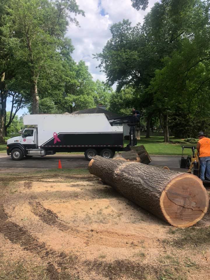 Tree Removal project