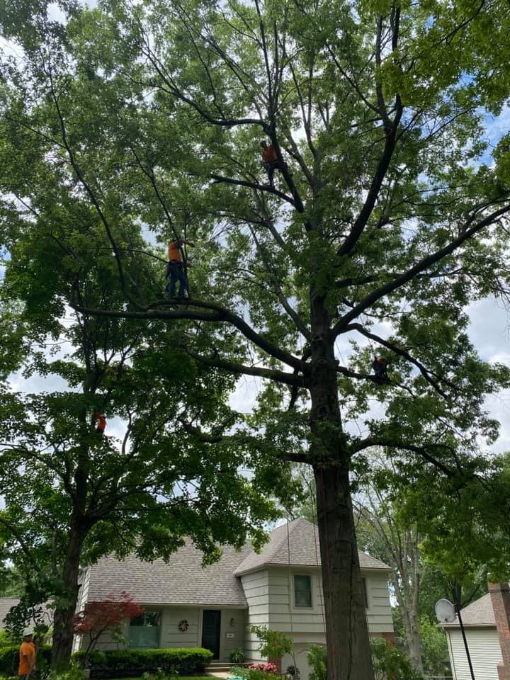 Tree Trimming & Pruning project in Prairie Village