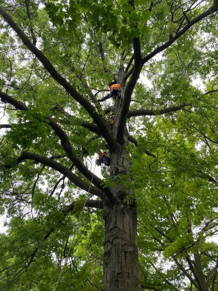 Tree Trimming & Pruning project in Prairie Village
