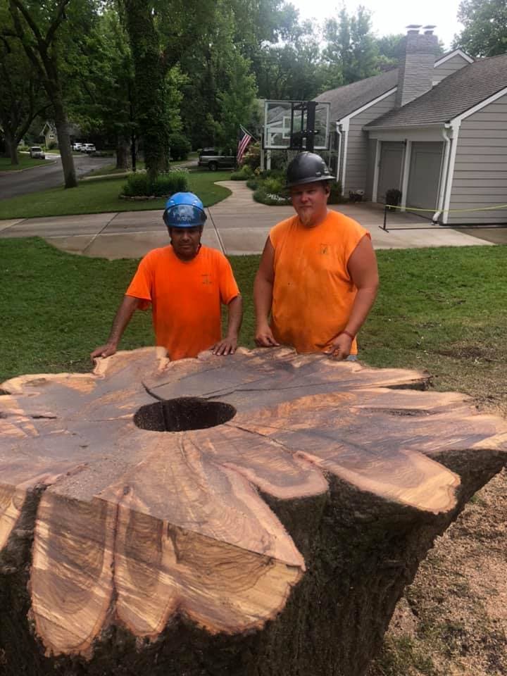 Stump Grinding & Removal project