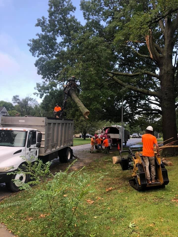 Tree Removal project