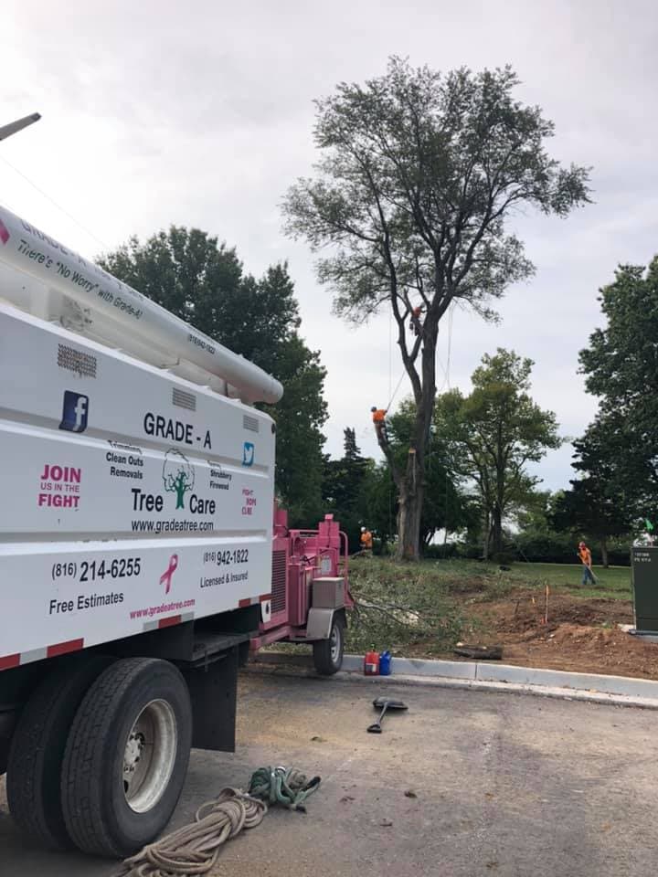 Tree Trimming & Pruning project