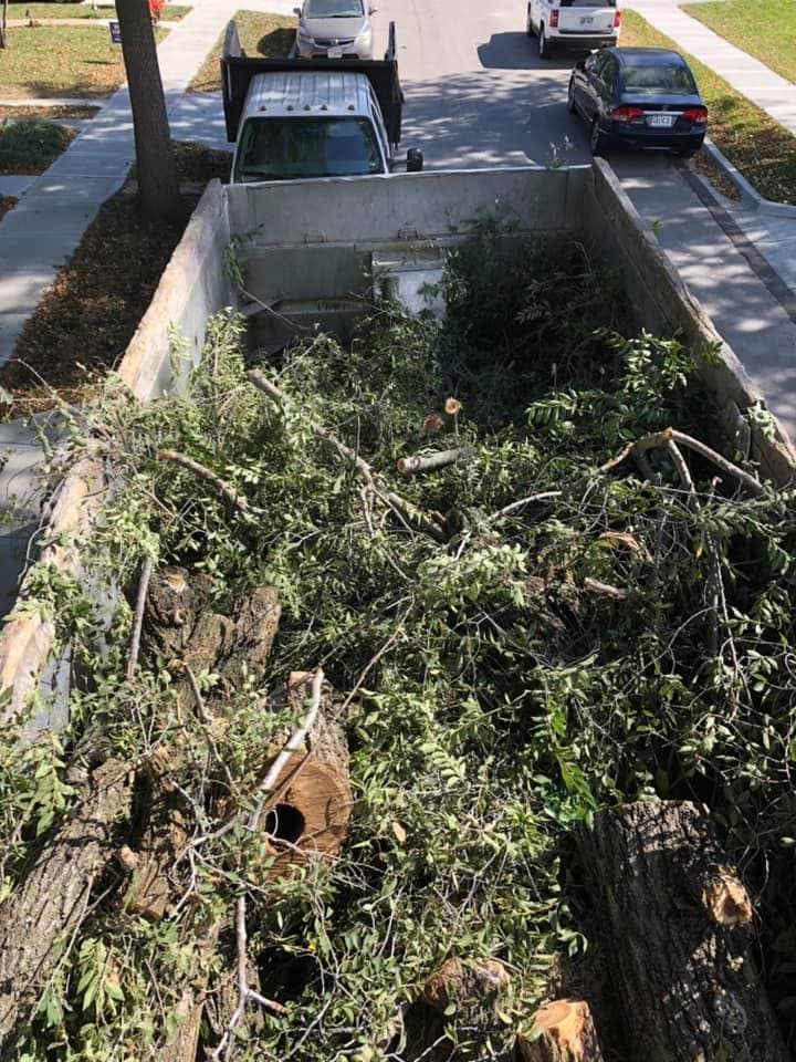 Tree Removal project