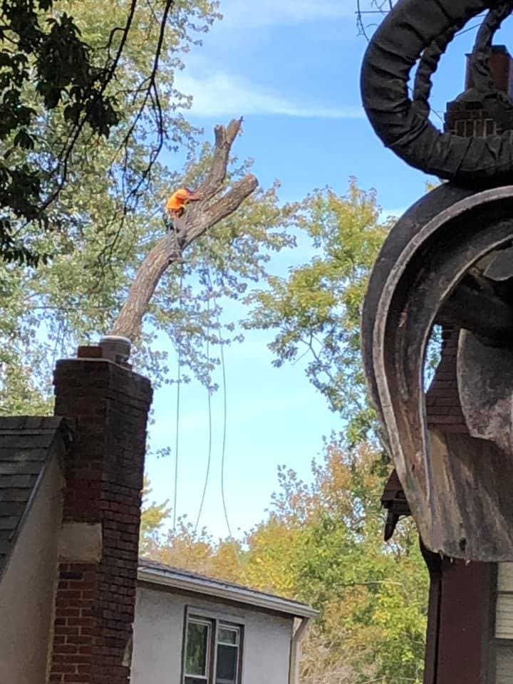 Tree Removal project