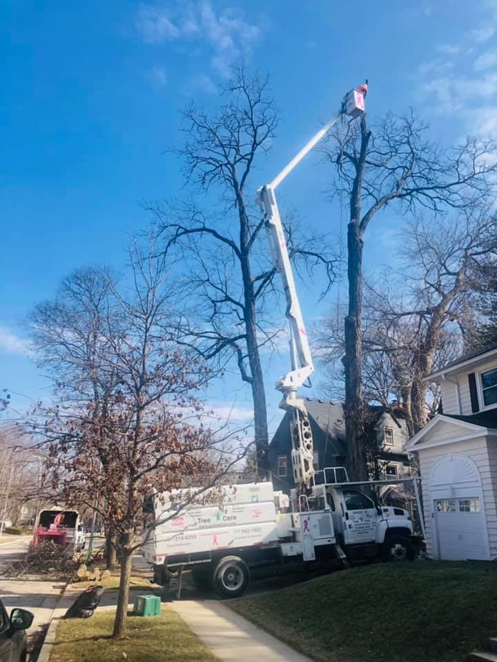 Tree Trimming & Pruning project