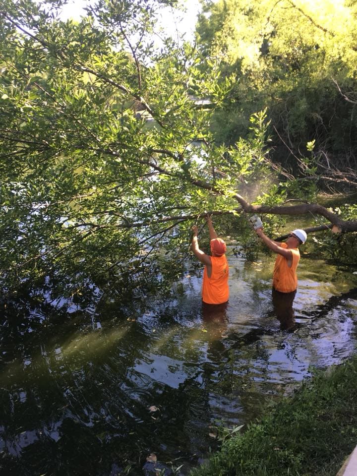 Tree Removal project