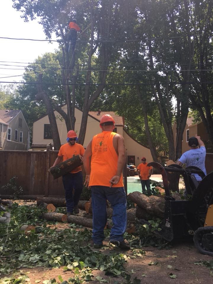 Tree Removal project