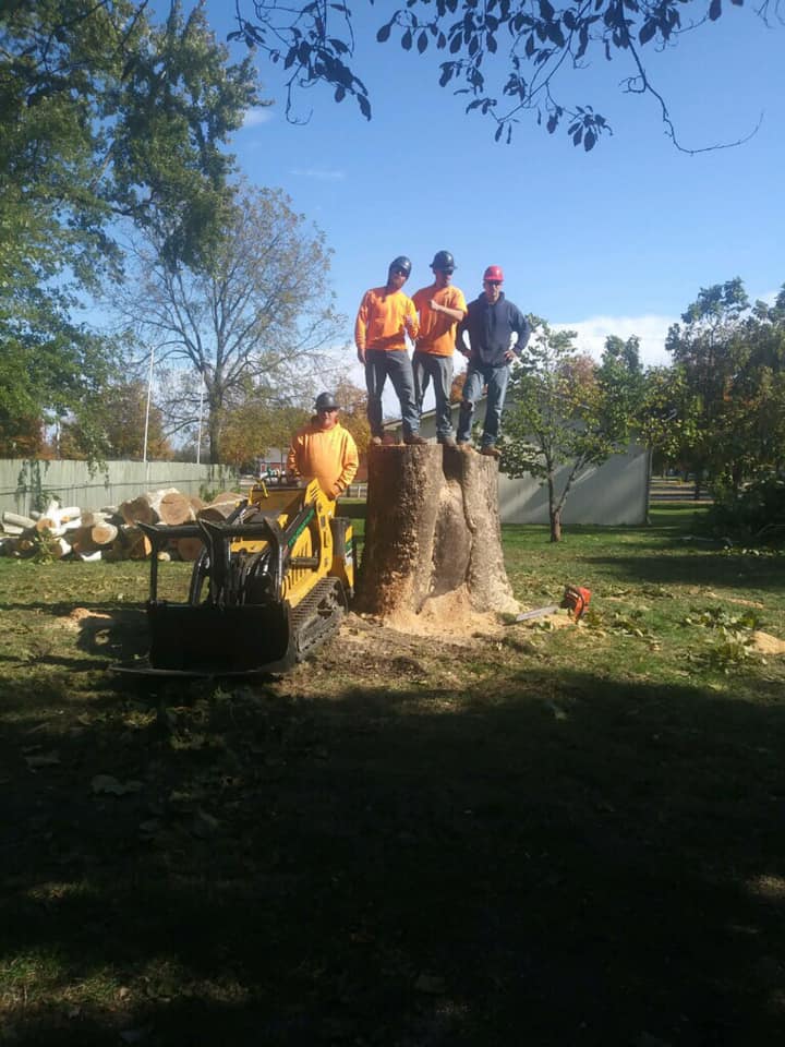 Stump Grinding & Removal project