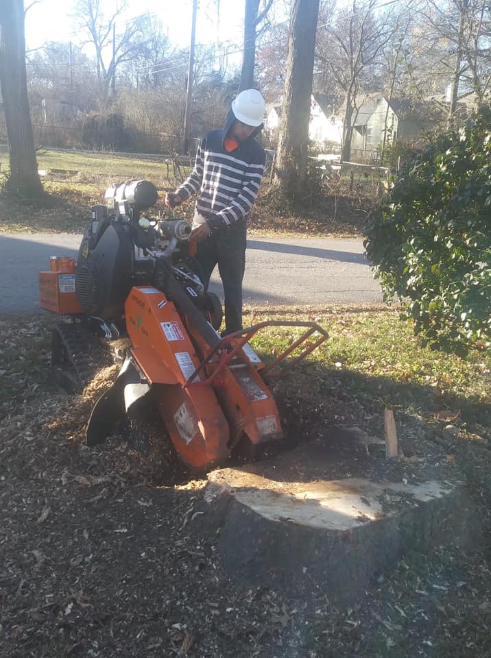 Stump Grinding & Removal project