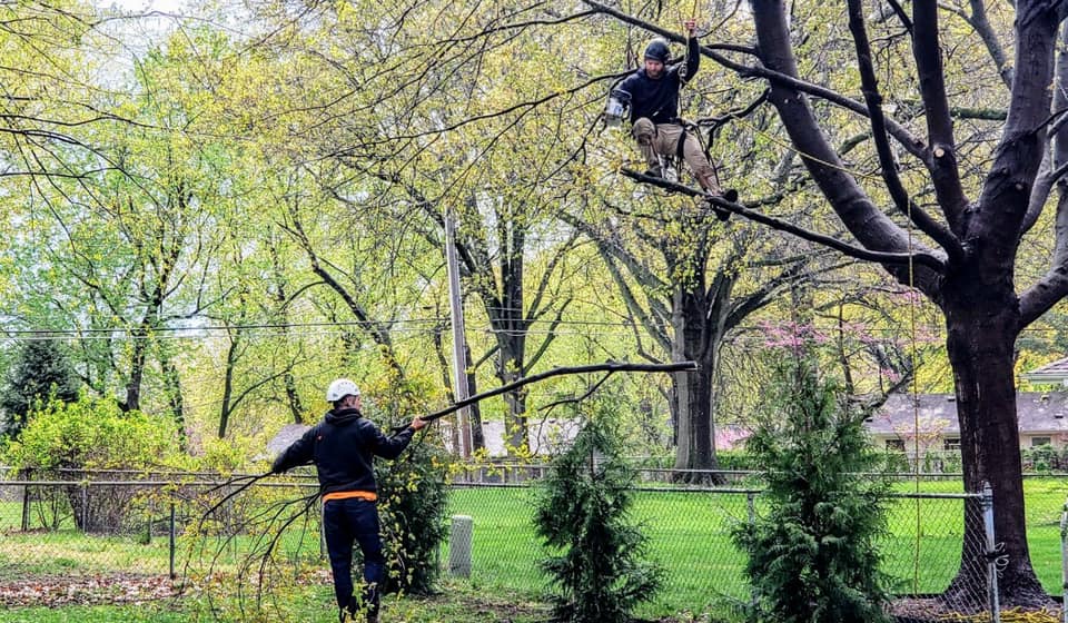 Tree Trimming & Pruning project