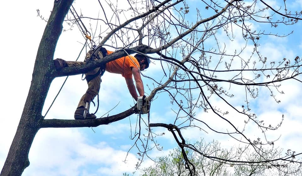 Tree Trimming & Pruning project