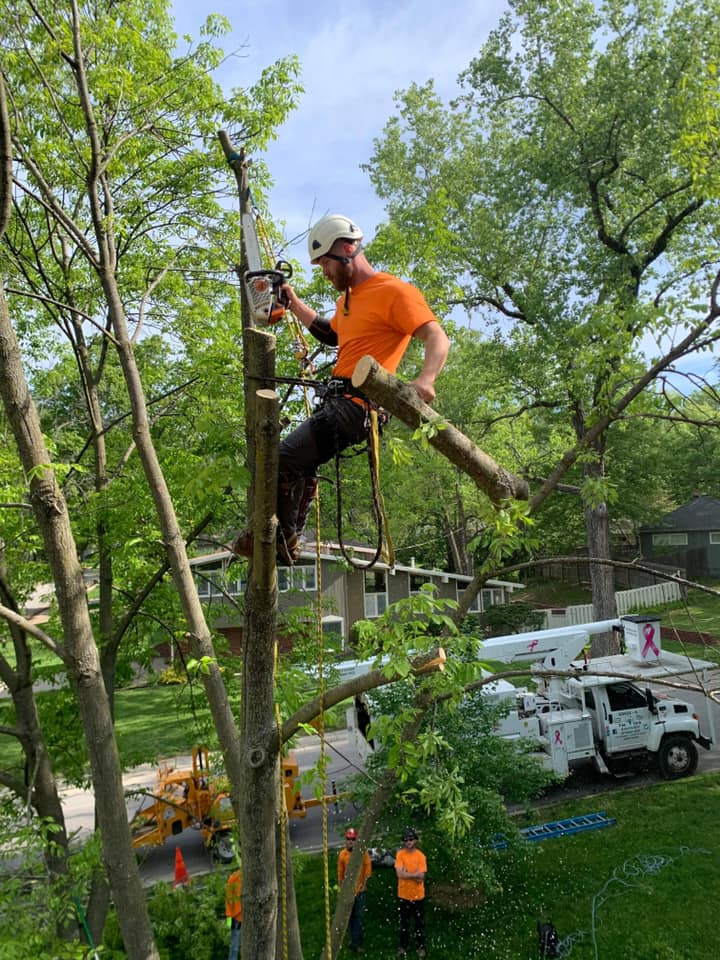 Tree Trimming & Pruning project