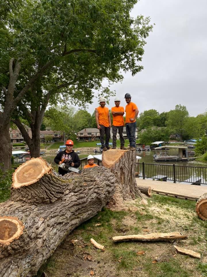Tree Removal project