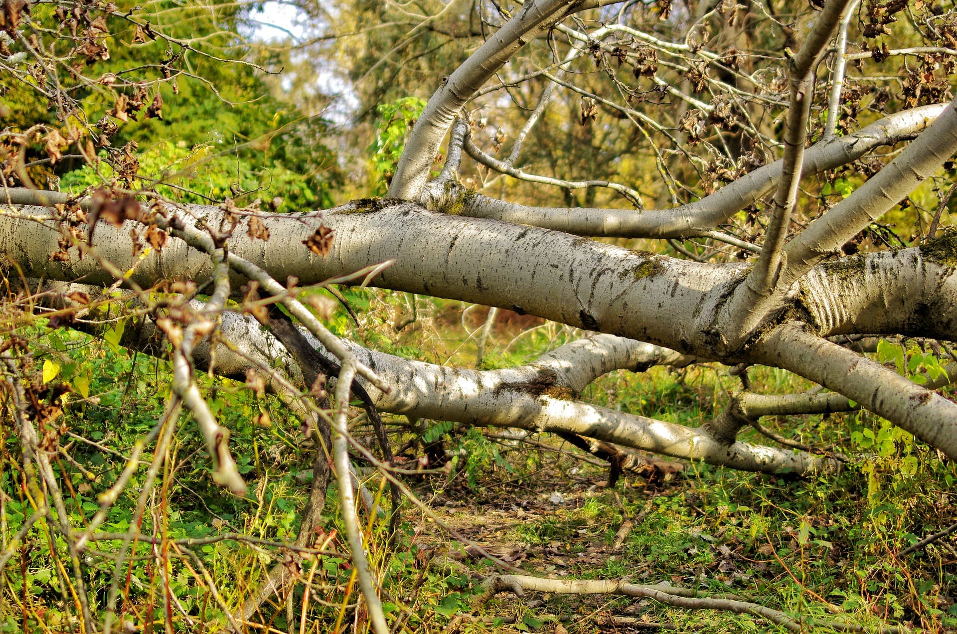 Debris Removal