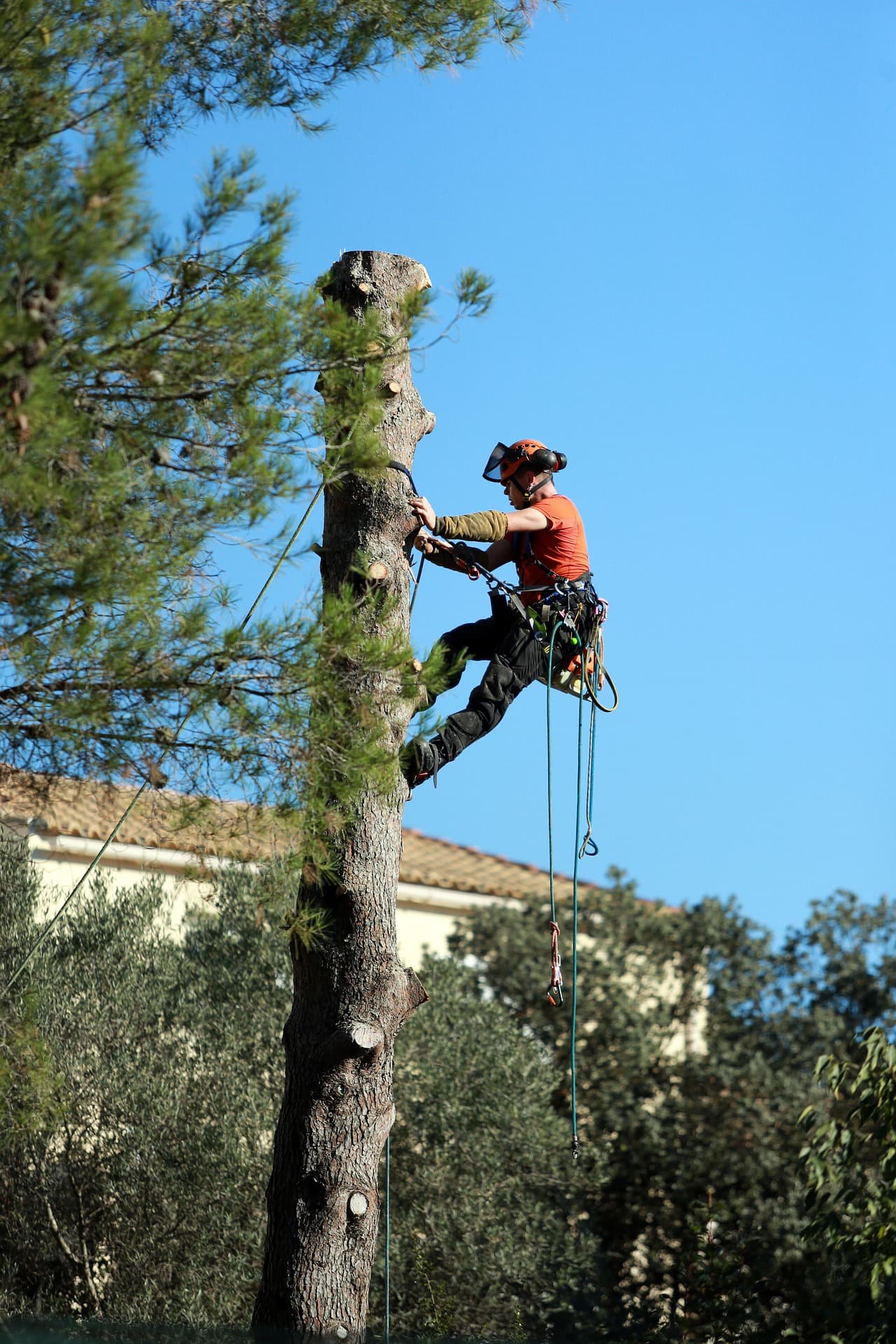 Tree Trimming & Pruning