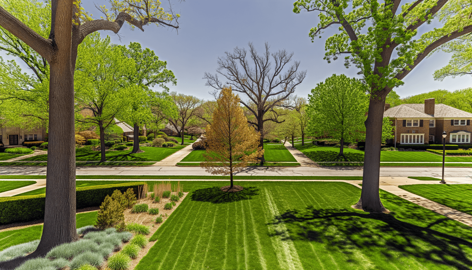 Best Trees for Kansas City Gardens