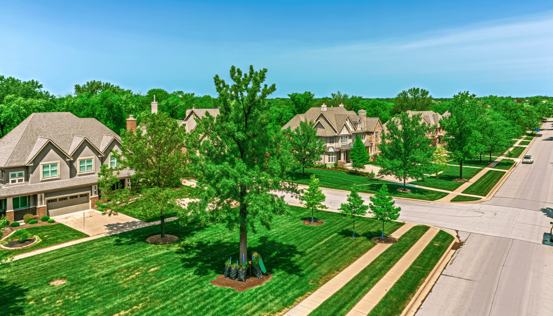 Enhance Kansas City Air Quality with Trees