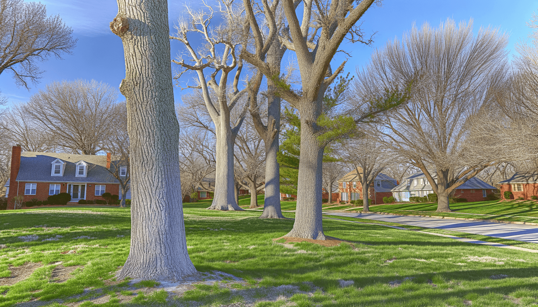 Explore Unique Tree Bark Textures in Kansas City