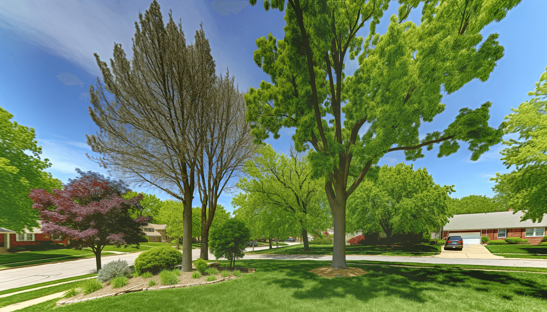 Future Tree Planting Trends in Kansas City