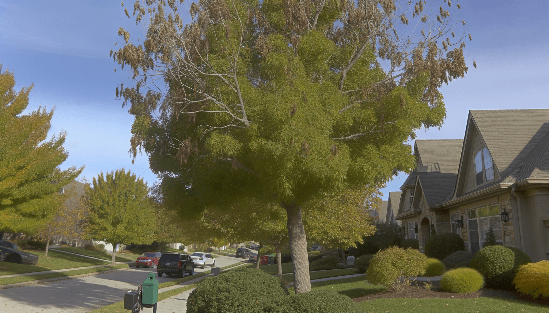 Seasonal Tree Pest Control Tips for Kansas City