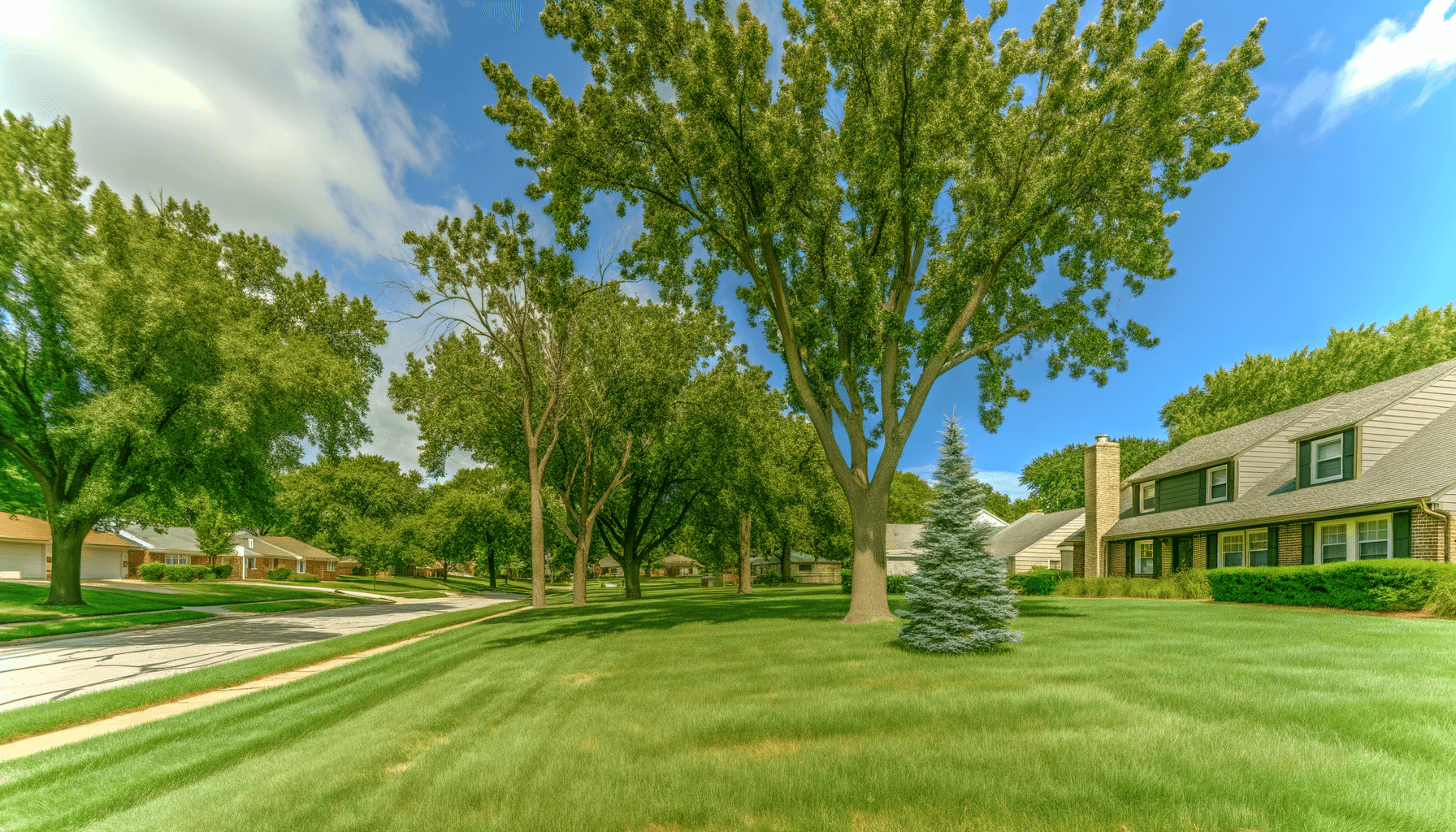 Top Tree Safety Tips for Kansas City Residents