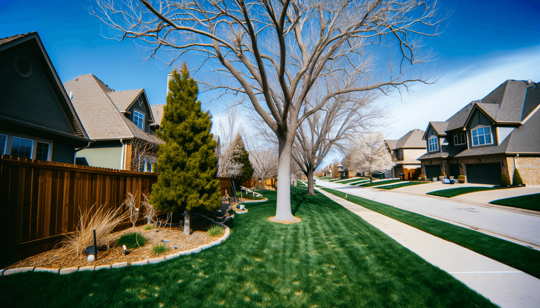 Tree Care Tips for Pet Owners in Kansas City