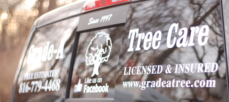 The Benefits Of Hiring A Professional Tree Care Company