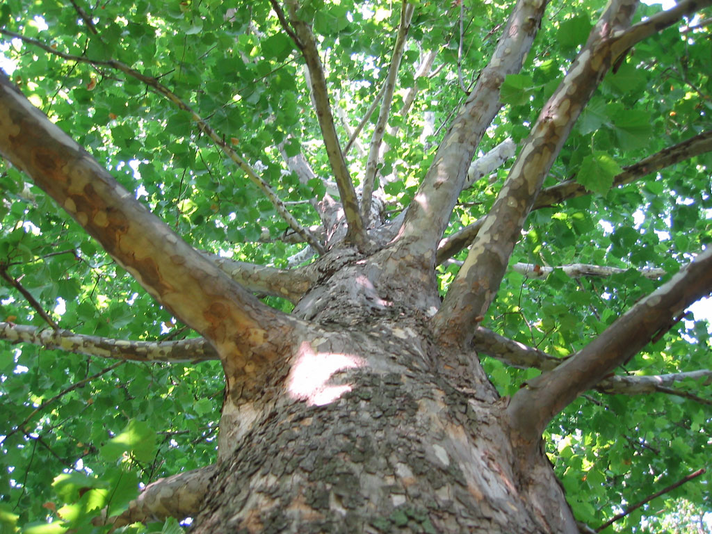 Sick Sycamores: What to do about Anthracnose