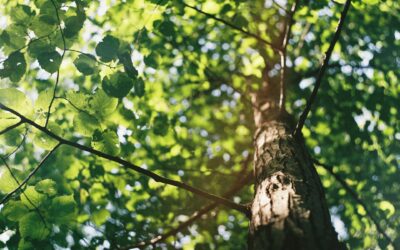 Young Tree Care
