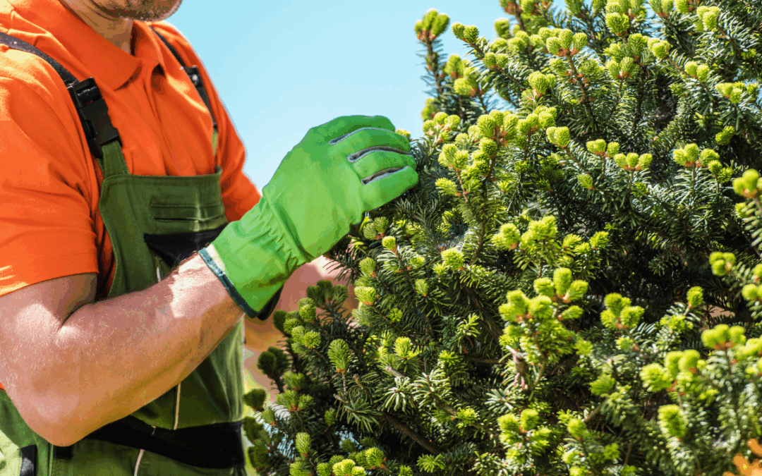 How Our Plant Health Care Program Helps Kansas City Trees Thrive in Summer