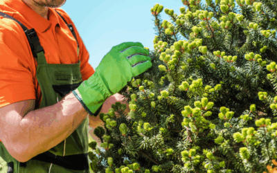 How Our Plant Health Care Program Helps Kansas City Trees Thrive in Summer