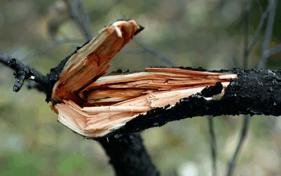 Brittle Trees: What Causes Them and Why It Matters for Your Property