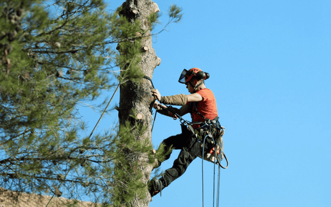 The Benefits of Tree Removal: When Clearing a Tree Makes Sense