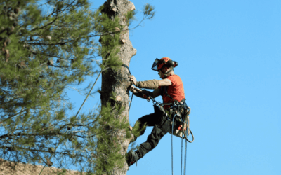 The Benefits of Tree Removal: When Clearing a Tree Makes Sense