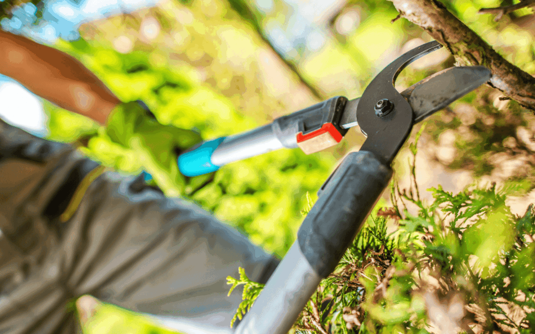 Why Fall Tree Trimming and Pruning Matters in Kansas City