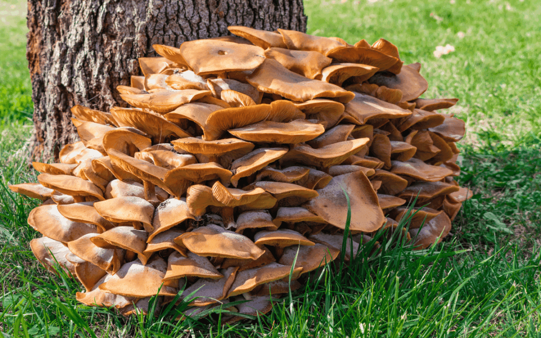 What to Do About Mushrooms or Fungi at the Base of Your Tree This Fall